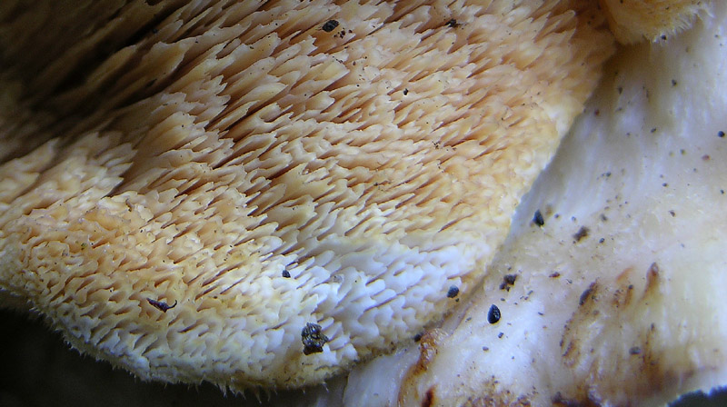 Lignicolo da determinare. (Postia fragilis)